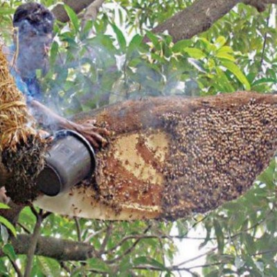 গ্রাম্য প্রাকৃতিক চাকের মধু || Village Nutural Honey