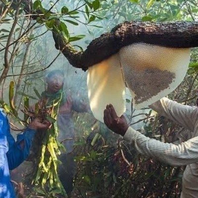 সুন্দরবনের প্রাকৃতিক চাকের মধু || Sundarban Natural Honey